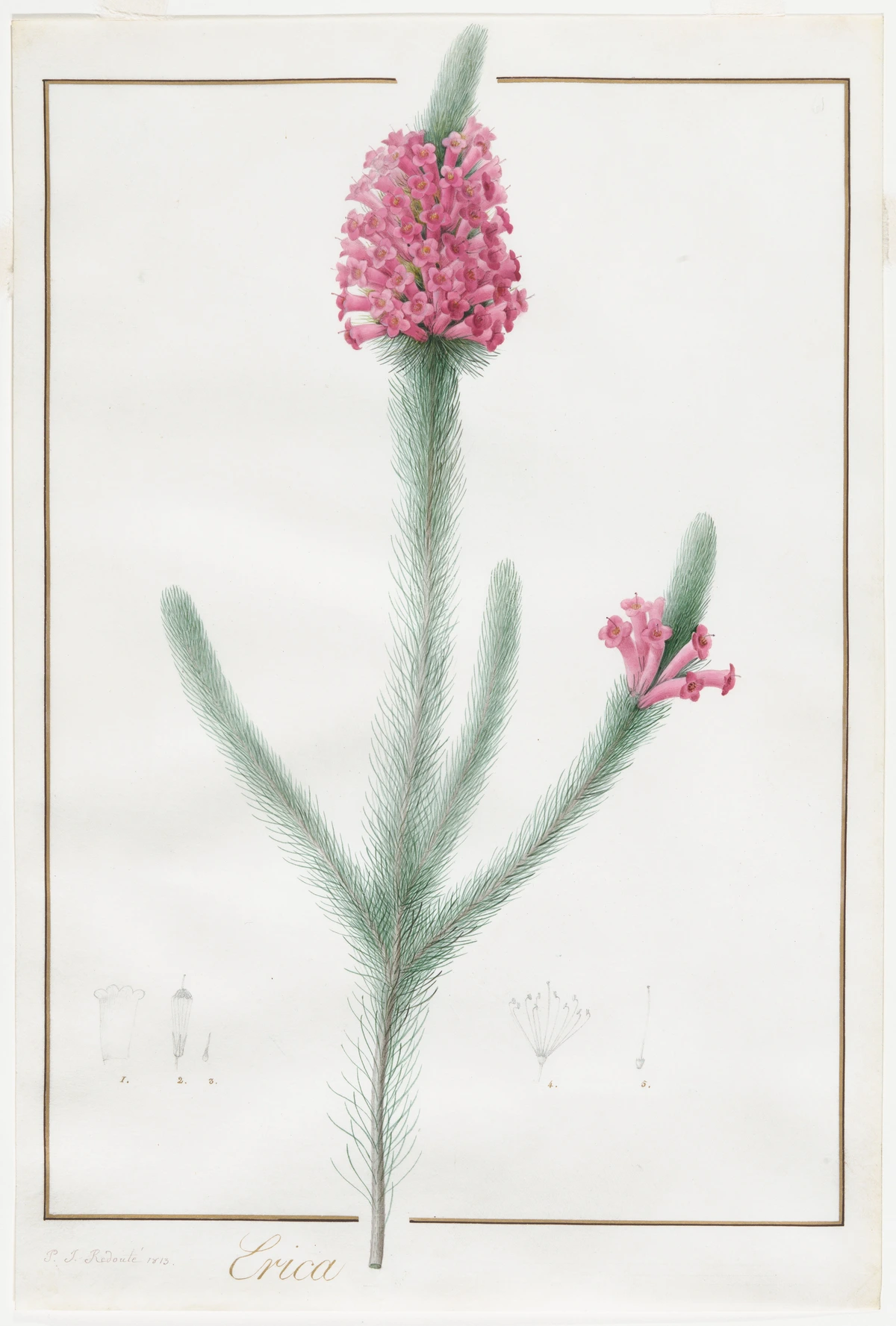 ルドゥーテの植物図版。淡い緑の細い葉と、小さなピンクの花を描いた1813年の水彩画の部分